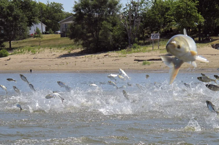 Bergman says invasive carp are a danger to Michigan